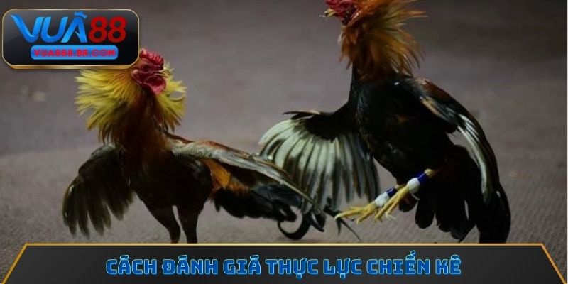 Cách đánh giá thực lực chiến kê
