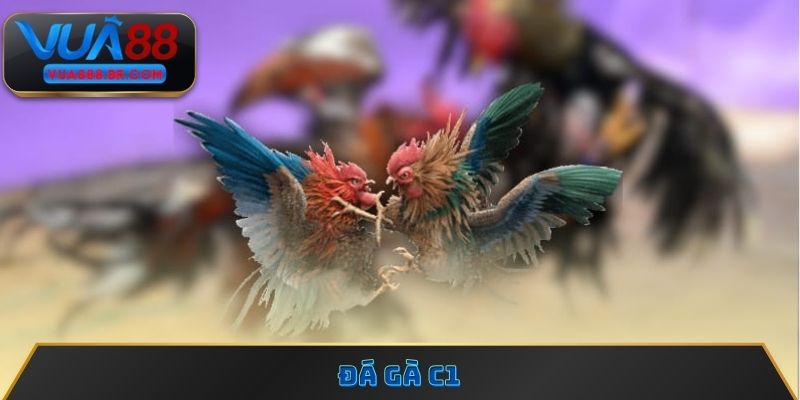 Đá gà C1