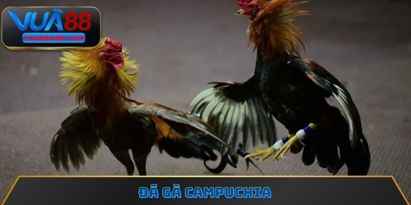 Đá Gà Campuchia