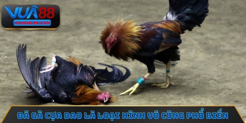 Đá gà cựa dao là loại hình thi đấu vô cùng phổ biến hiện nay