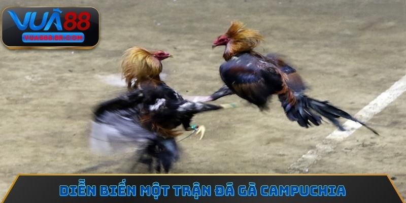 Diễn biến một trận đá gà Campuchia thường kéo dài từ 8-10 phút