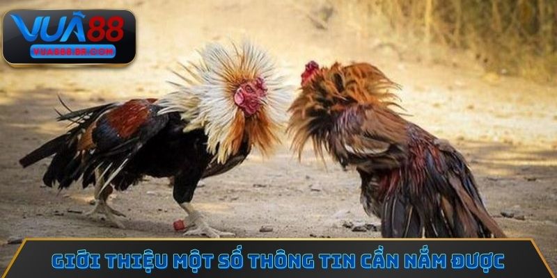 Giới thiệu một số thông tin cần nắm được về đá gà Campuchia