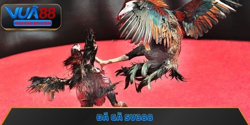 Đá gà SV388