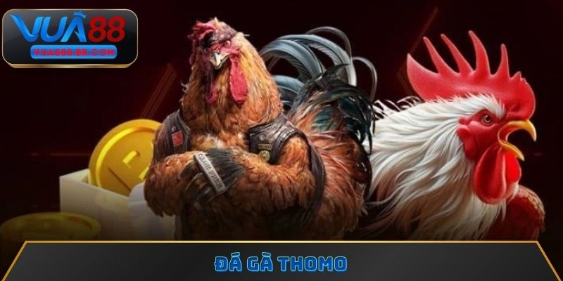 Đá gà Thomo