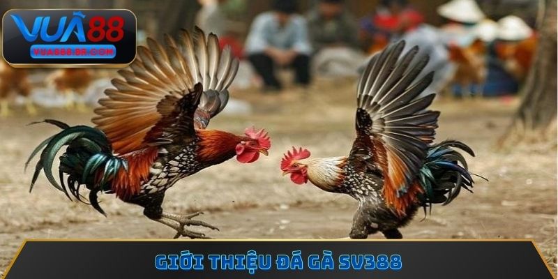 Giới thiệu đá gà SV388