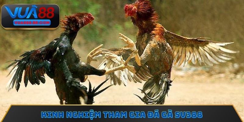 Kinh nghiệm tham gia đá gà SV388