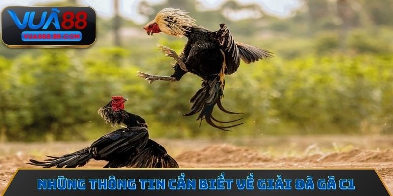 Những thông tin cần biết về giải đá gà C1