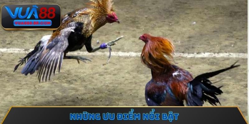 Những ưu điểm nổi bật