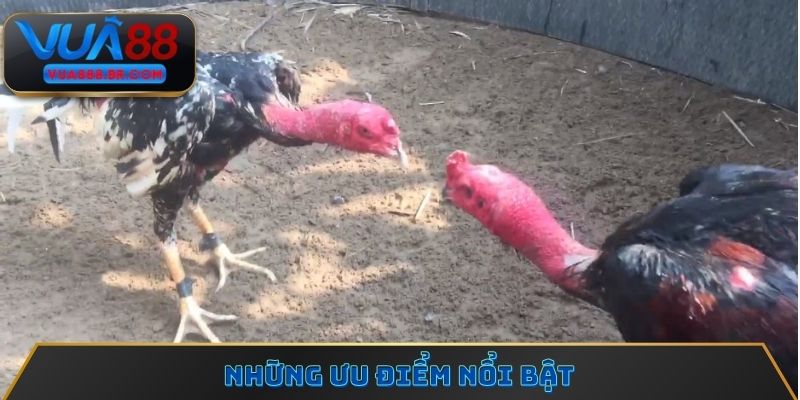 Những ưu điểm nổi bật